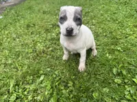 Gracie, a female American Staffordshire Terrier and American Pit Bull Terrier for sale in Erie, PA – 2 of 9