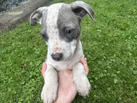 Fez, a male American Staffordshire Terrier and American Pit Bull Terrier for sale in Erie, PA – 3 of 8