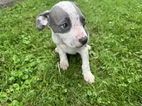 Fez, a male American Staffordshire Terrier and American Pit Bull Terrier for sale in Erie, PA – 2 of 8