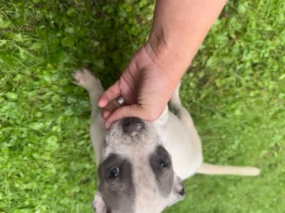 Gracie, a female American Staffordshire Terrier and American Pit Bull Terrier for sale in Erie, PA – 9 of 9