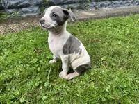 Fez, a male American Staffordshire Terrier and American Pit Bull Terrier for sale in Erie, PA – 6 of 8