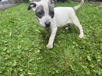 Gracie, a female American Staffordshire Terrier and American Pit Bull Terrier for sale in Erie, PA – 6 of 9