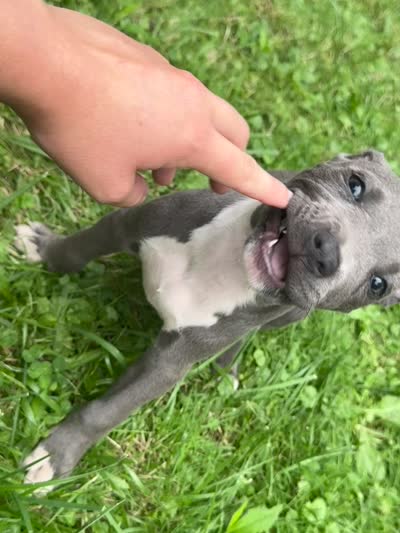 Molly, a female American Staffordshire Terrier and American Pit Bull Terrier for sale in Erie, PA – 3 of 10