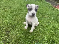 Gracie, a female American Staffordshire Terrier and American Pit Bull Terrier for sale in Erie, PA – 1 of 9
