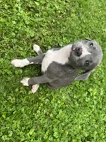 Granger, a male American Staffordshire Terrier and American Pit Bull Terrier for sale in Erie, PA – 2 of 9