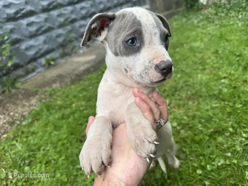 Fez – American Staffordshire Terrier, American Pit Bull Terrier puppy for sale in Erie, PA