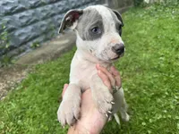 Fez, a male American Staffordshire Terrier and American Pit Bull Terrier for sale in Erie, PA – 1 of 8