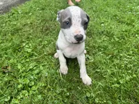 Fez, a male American Staffordshire Terrier and American Pit Bull Terrier for sale in Erie, PA – 5 of 8