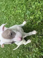 Blondie, a female American Staffordshire Terrier and American Pit Bull Terrier for sale in Erie, PA – 3 of 8