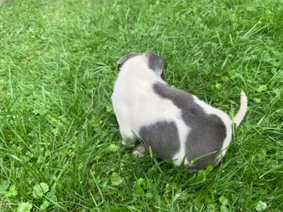 Oliver, a male American Staffordshire Terrier and American Pit Bull Terrier for sale in Erie, PA – 7 of 7
