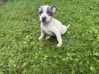 Gracie, a female American Staffordshire Terrier and American Pit Bull Terrier for sale in Erie, PA – 4 of 9