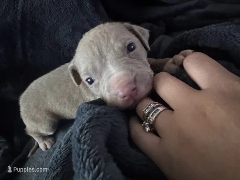 Chaz – American Staffordshire Terrier, American Pit Bull Terrier puppy for sale in Erie, PA