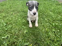 Oliver, a male American Staffordshire Terrier and American Pit Bull Terrier for sale in Erie, PA – 3 of 7