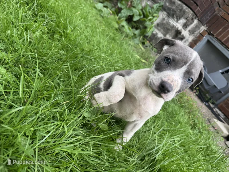 Oliver – American Staffordshire Terrier, American Pit Bull Terrier puppy for sale in Erie, PA