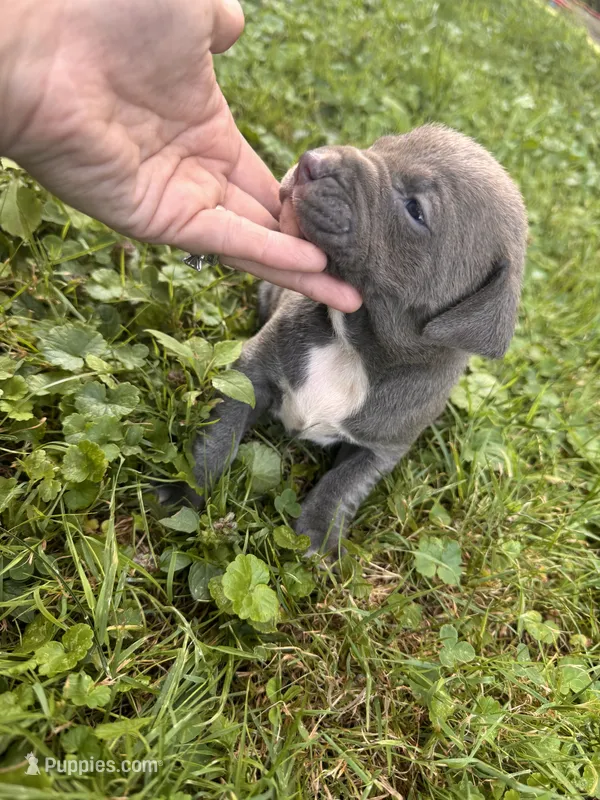 Maggie – American Staffordshire Terrier puppy for sale in Erie, PA