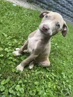 Chaz, a male American Staffordshire Terrier and American Pit Bull Terrier for sale in Erie, PA – 5 of 9