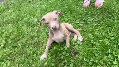 Chaz, a male American Staffordshire Terrier and American Pit Bull Terrier for sale in Erie, PA – 7 of 9