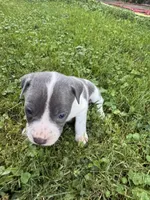 Gracie, a female American Staffordshire Terrier for sale in Erie, PA – 3 of 6