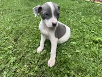 Tobias, a male American Staffordshire Terrier and American Pit Bull Terrier for sale in Erie, PA – 2 of 7