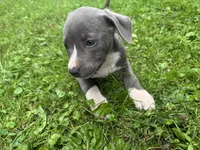 Granger, a male American Staffordshire Terrier and American Pit Bull Terrier for sale in Erie, PA – 7 of 9