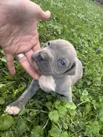 Granger , a male American Staffordshire Terrier and American Pit Bull Terrier for sale in Erie, PA – 2 of 5