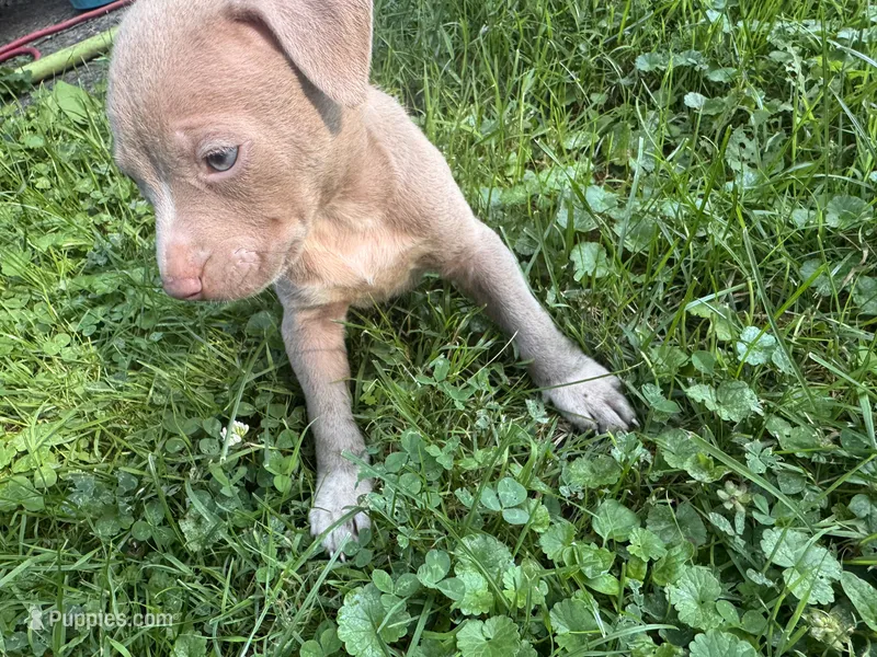 Chaz – American Staffordshire Terrier, American Pit Bull Terrier puppy for sale in Erie, PA