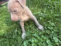 Chaz, a male American Staffordshire Terrier and American Pit Bull Terrier for sale in Erie, PA – 8 of 9