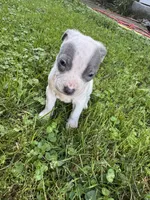 Sabrina , a female American Staffordshire Terrier and American Pit Bull Terrier for sale in Erie, PA – 4 of 6
