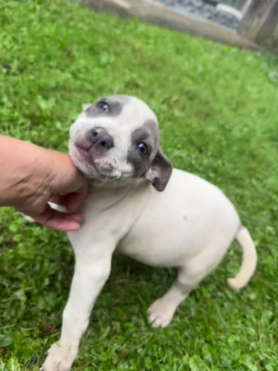 Gracie, a female American Staffordshire Terrier and American Pit Bull Terrier for sale in Erie, PA – 7 of 9