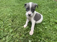 Tobias, a male American Staffordshire Terrier and American Pit Bull Terrier for sale in Erie, PA – 3 of 7