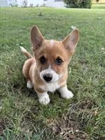 Winnie, a female Pembroke Welsh Corgi for sale in Newville, PA – 3 of 4