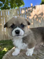 Winnie, a female Pembroke Welsh Corgi for sale in Newville, PA – 3 of 6