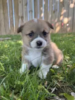 Winnie, a female Pembroke Welsh Corgi for sale in Newville, PA – 4 of 6