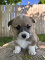 Winnie, a female Pembroke Welsh Corgi for sale in Newville, PA – 2 of 6
