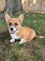 Winnie, a female Pembroke Welsh Corgi for sale in Newville, PA – 2 of 4