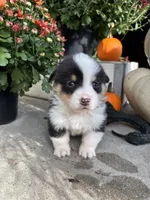 Bud, a male Pembroke Welsh Corgi for sale in Newville, PA – 4 of 4