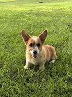 Peaches, a female Pembroke Welsh Corgi for sale in Newville, PA – 1 of 3