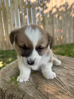 Peaches, a female Pembroke Welsh Corgi for sale in Newville, PA – 2 of 3