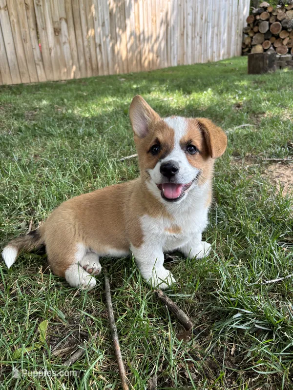 Peaches – Pembroke Welsh Corgi puppy for sale in Newville, PA