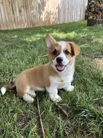 Peaches, a female Pembroke Welsh Corgi for sale in Newville, PA – 1 of 4