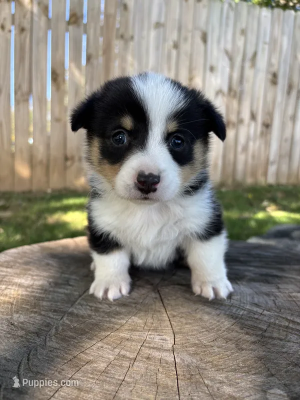Bud – Pembroke Welsh Corgi puppy for sale in Newville, PA