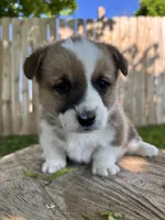 Peaches, a female Pembroke Welsh Corgi for sale in Newville, PA – 3 of 3