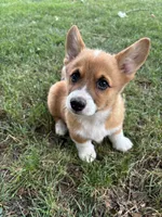 Winnie, a female Pembroke Welsh Corgi for sale in Newville, PA – 4 of 4