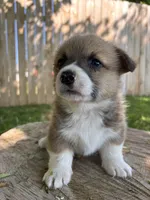 Winnie, a female Pembroke Welsh Corgi for sale in Newville, PA – 5 of 6