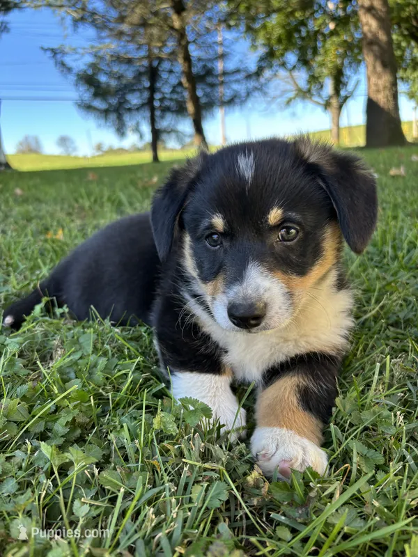 Scooter – Pembroke Welsh Corgi puppy for sale in Newville, PA