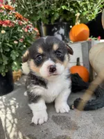 Juno, a female Pembroke Welsh Corgi for sale in Newville, PA – 3 of 5