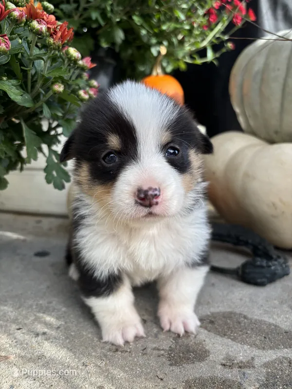 Bud – Pembroke Welsh Corgi puppy for sale in Newville, PA