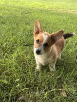 Peaches, a female Pembroke Welsh Corgi for sale in Newville, PA – 2 of 3