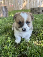 Peaches, a female Pembroke Welsh Corgi for sale in Newville, PA – 1 of 3