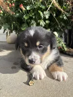 Scooter, a male Pembroke Welsh Corgi for sale in Newville, PA – 2 of 4